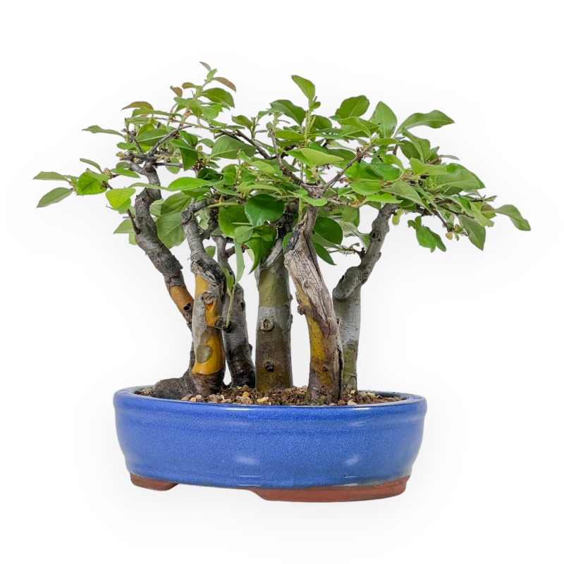 Pseudocydonia Chinensis - Cotogno - 25 cm