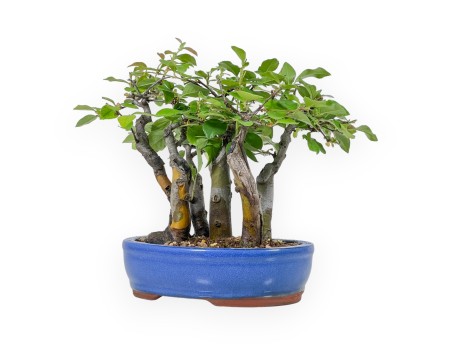 Pseudocydonia Chinensis - Chinese quince - 25 cm