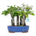 Pseudocydonia Chinensis - Cotogno - 25 cm