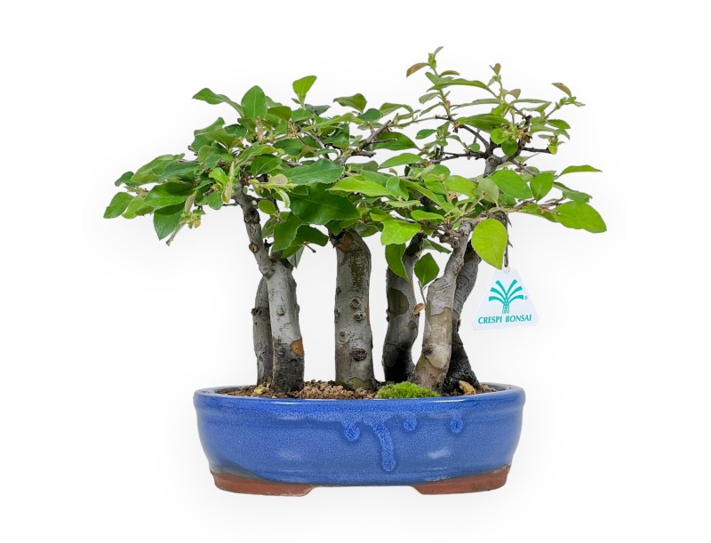 Pseudocydonia Chinensis - Chinese quince - 25 cm