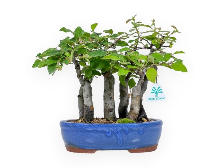 Pseudocydonia Chinensis - Cognassier - 25 cm