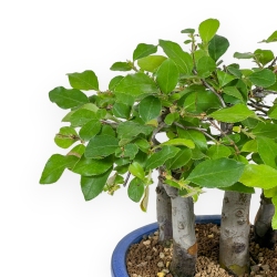 Pseudocydonia Chinensis - Cognassier - 25 cm