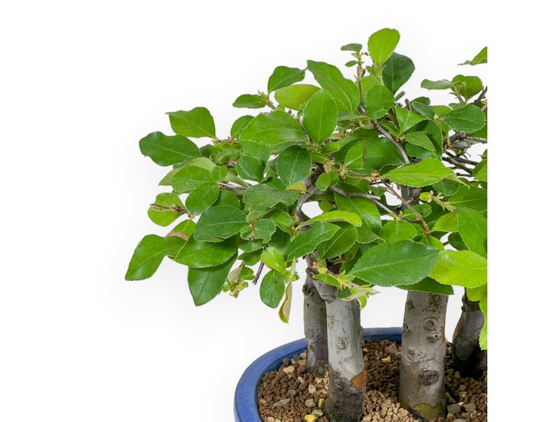 Pseudocydonia Chinensis - Cognassier - 25 cm