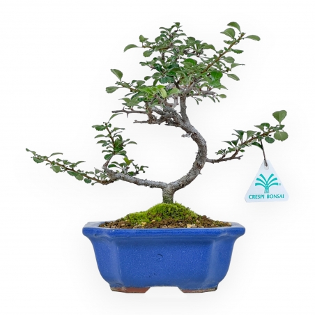 Chaenomeles Chojubai - 24 cm