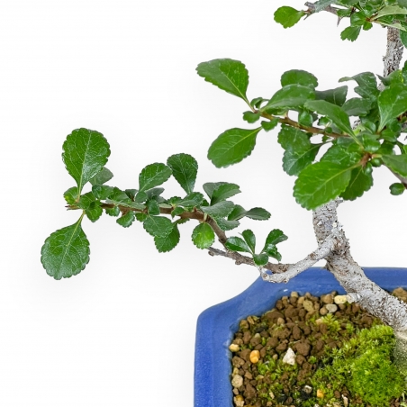 Chaenomeles Chojubai - Asian Quince - 24 cm