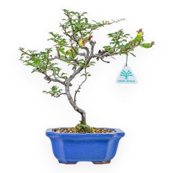 Chaenomeles Chojubai - Cotogno - 24 cm