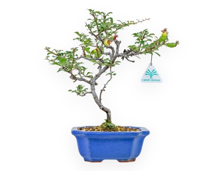 Chaenomeles Chojubai - 24 cm