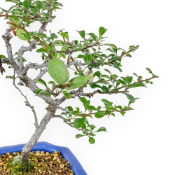 Chaenomeles Chojubai - Cotogno - 24 cm