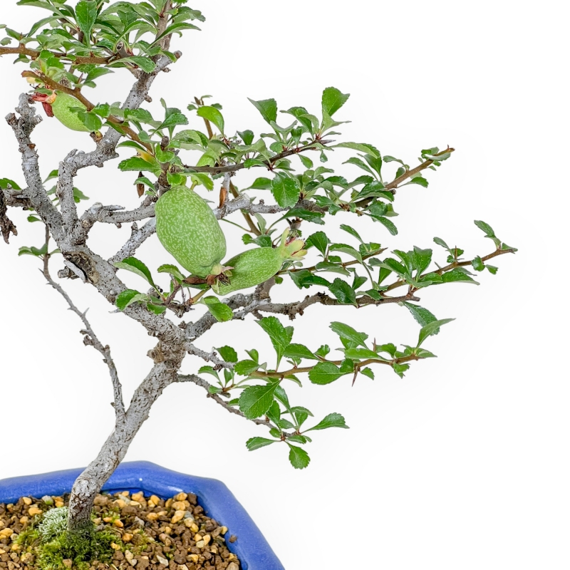 Chaenomeles Chojubai - Asian Quince - 24 cm