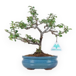 Chaenomeles Chojubai - Asian Quince - 25 cm