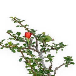 Chaenomeles Chojubai - Cotogno - 25 cm