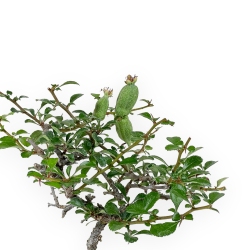 Chaenomeles Chojubai - Cotogno - 24 cm