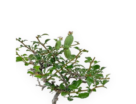 Chaenomeles Chojubai - 24 cm