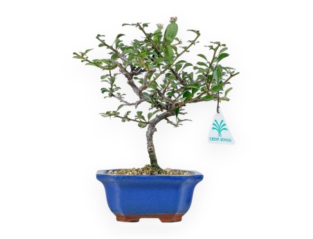 Chaenomeles Chojubai - Coing Asiatique - 24 cm