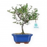 Chaenomeles Chojubai - 24 cm