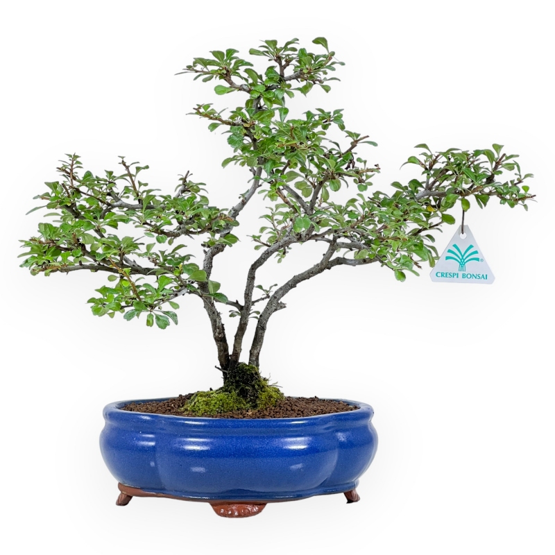 Chaenomeles Chojubai - 32 cm