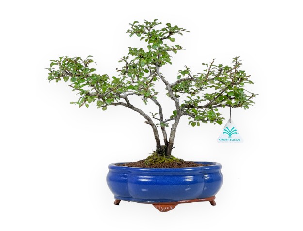 Chaenomeles Chojubai - Asian Quince - 32 cm