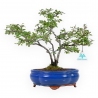 Chaenomeles Chojubai - 32 cm
