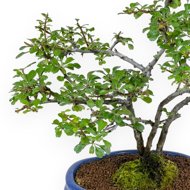 Chaenomeles Chojubai - 32 cm