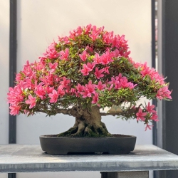Rhododendron Indicum Korin - Azalea - 48 cm