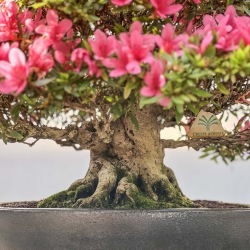 Rhododendron Indicum Korin - Azalea - 48 cm