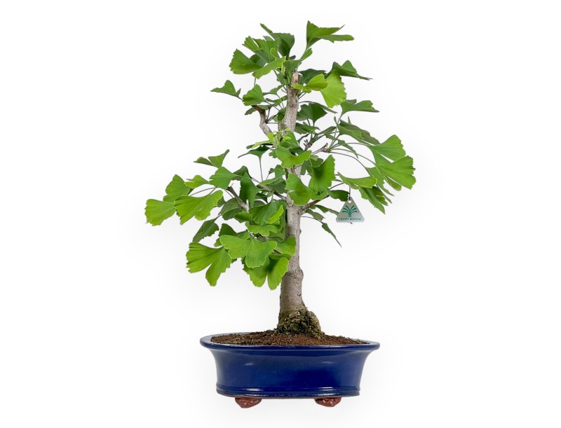 Ginkgo Biloba - 60 cm