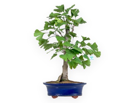 Ginkgo Biloba - 60 cm