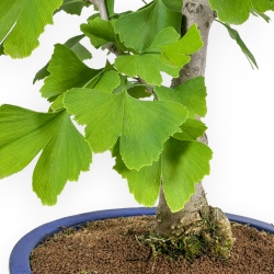 Ginkgo Biloba - 60 cm