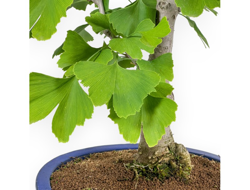 Ginkgo Biloba - 60 cm