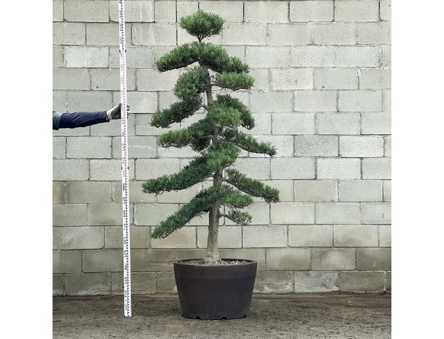 Podocarpus macrophylla - 230 cm