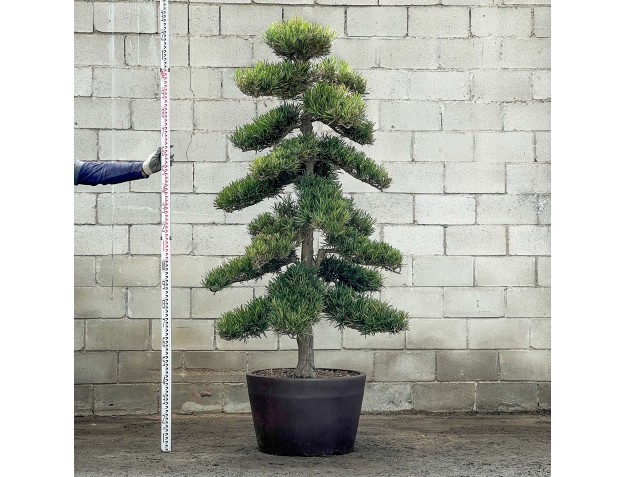 Podocarpus macrophylla - 225 cm