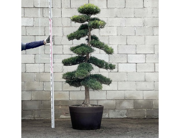 Podocarpus macrophylla - 230 cm