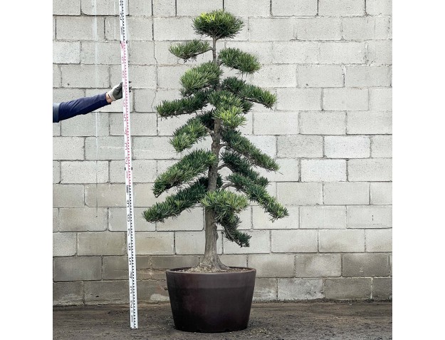 Podocarpus macrophylla - 220 cm
