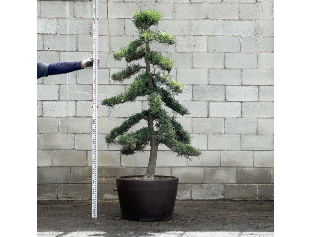 Podocarpus macrophylla - 210 cm