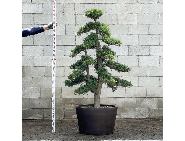 Podocarpus macrophylla - 185 cm