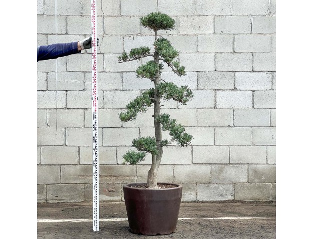 Podocarpus macrophylla - 180 cm