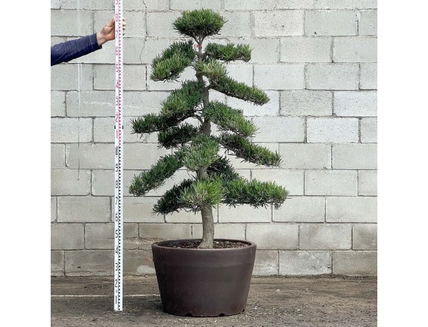 Podocarpus macrophylla - 180 cm