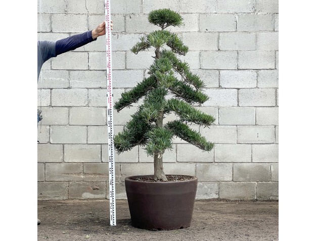 Podocarpus macrophylla - 185 cm