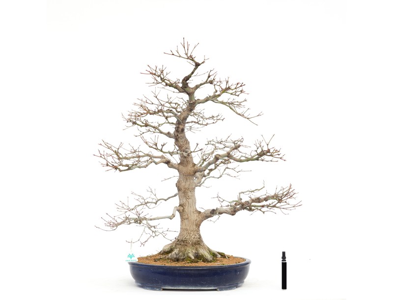 Acer Palmatum Benichidori - Acero - 100 cm