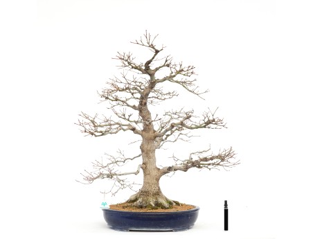Acer Palmatum Benichidori - Acero - 100 cm