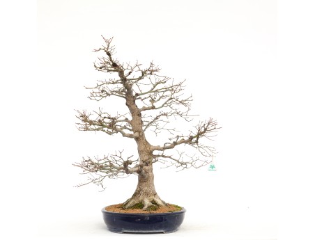 Acer Palmatum Benichidori - Acero - 100 cm