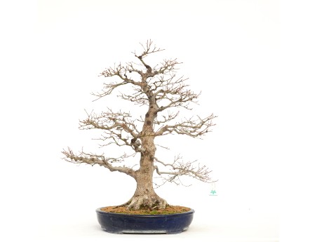 Acer Palmatum Benichidori - Érable - 100 cm
