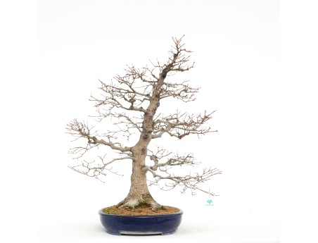 Acer Palmatum Benichidori - Acero - 100 cm