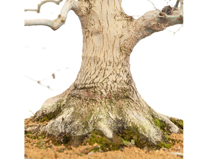 Acer Palmatum Benichidori - Acero - 100 cm