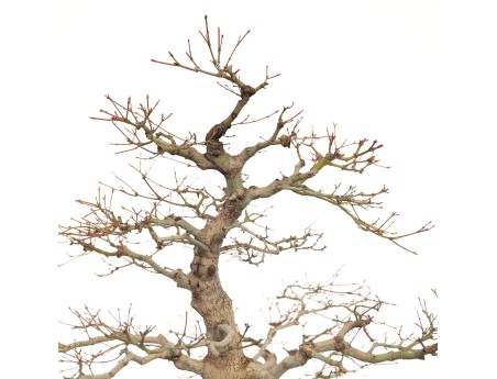 Acer Palmatum Benichidori - Acero - 100 cm