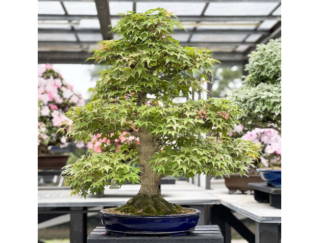 Acer Palmatum Benichidori - Acero - 100 cm