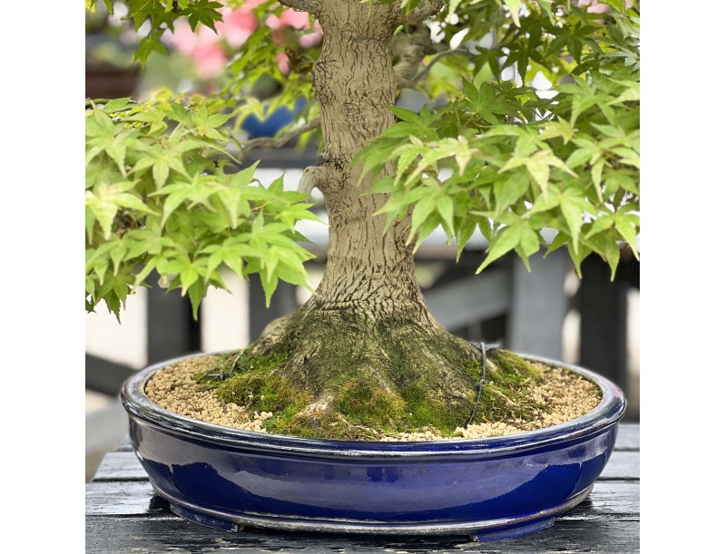 Acer Palmatum Benichidori - Acero - 100 cm