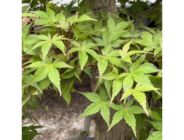 Acer Palmatum Benichidori - Acero - 100 cm 2