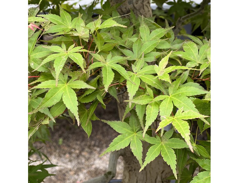 Acer Palmatum Benichidori - Érable - 100 cm