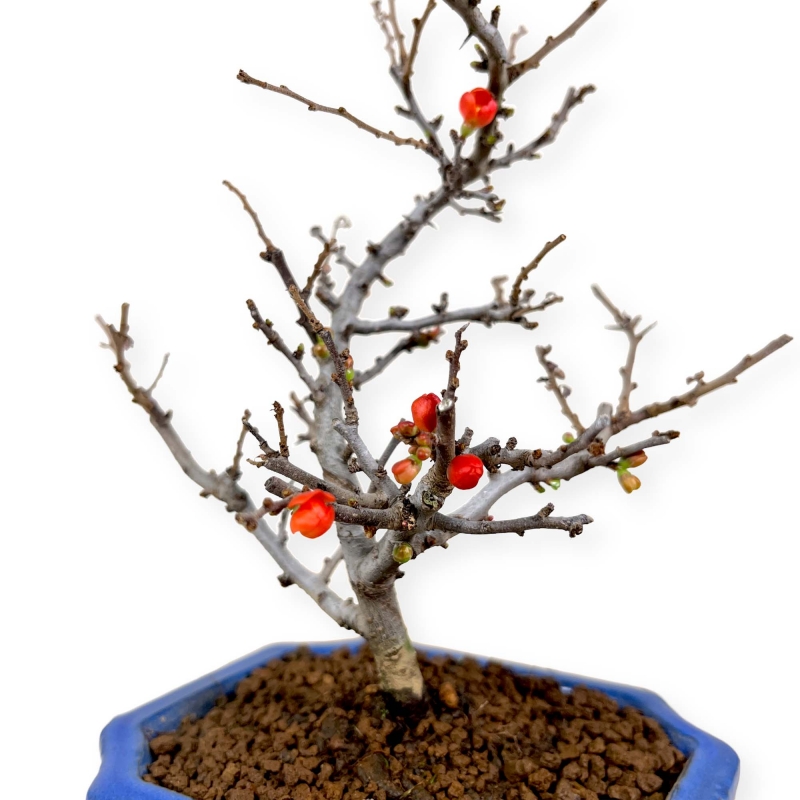 Chaenomeles Chojubai - 24 cm